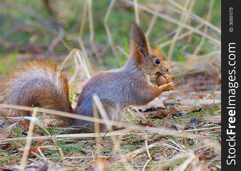 Red squirrel (Sciurus vulgaris) holding walnut in claws in early spring park. Red squirrel (Sciurus vulgaris) holding walnut in claws in early spring park