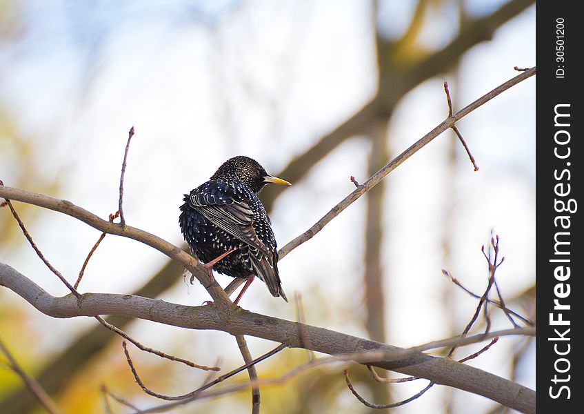 Common or European starling (Sturnus vulgaris) perching on tree branch in early spring park. Common or European starling (Sturnus vulgaris) perching on tree branch in early spring park