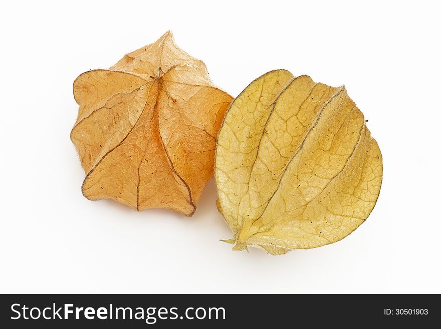 Physalis fruit on white background