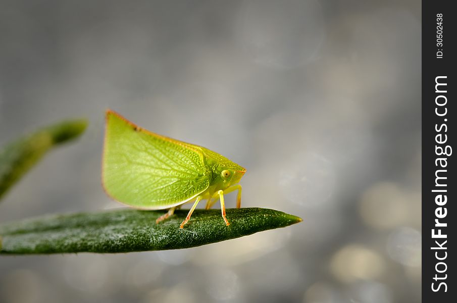 A small juvenile Plant Hopper sitting on a leaf