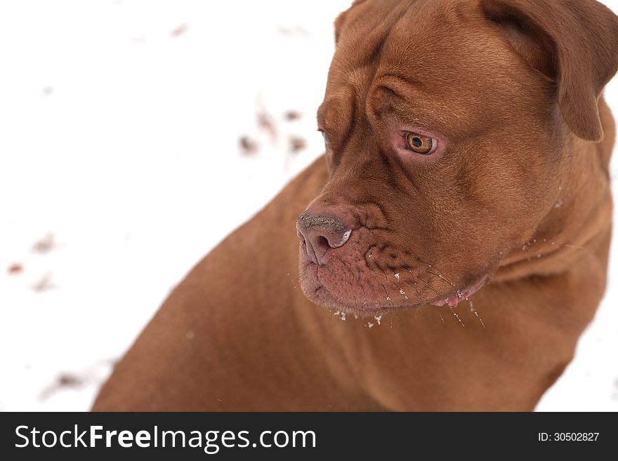 Dog portrait in the cold winter snow in a park. Dog portrait in the cold winter snow in a park