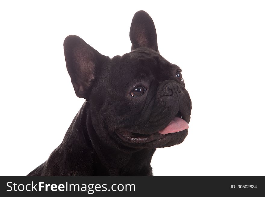 Crossbreed cute puppy in a studio having a great time. Crossbreed cute puppy in a studio having a great time