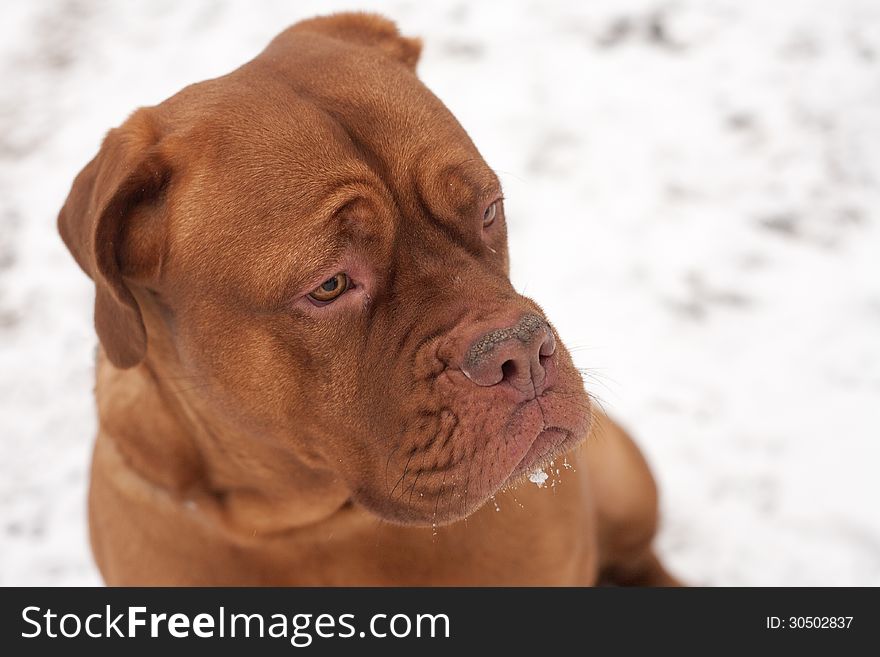 Dog portrait in the cold winter snow in a park