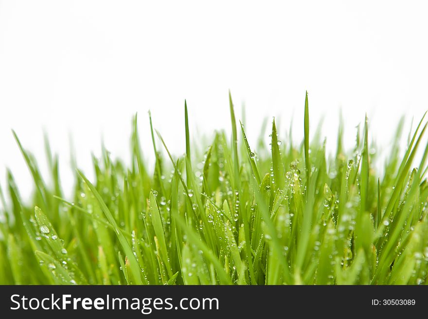 Fresh grass with dew drops on white background