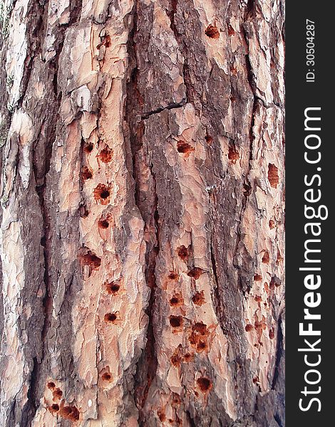 Background from the bark of pine trees, where many small holes. Background from the bark of pine trees, where many small holes.