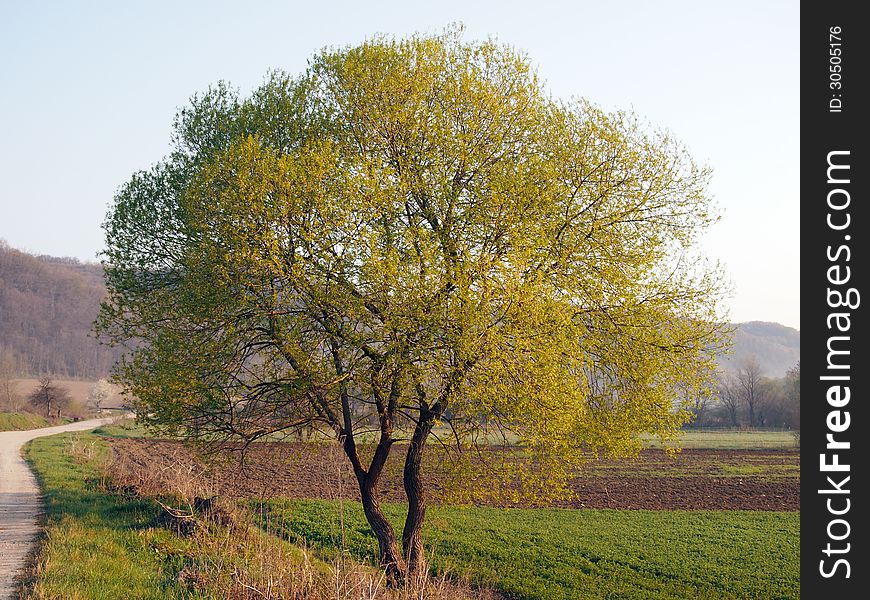 A round tree in the morning light