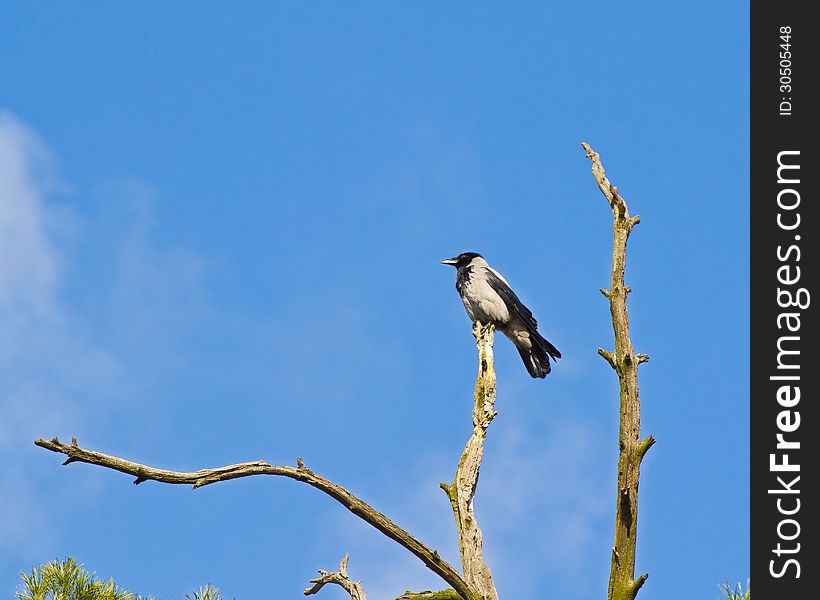 Hooded crow perching on a top of withered pine. Hooded crow perching on a top of withered pine