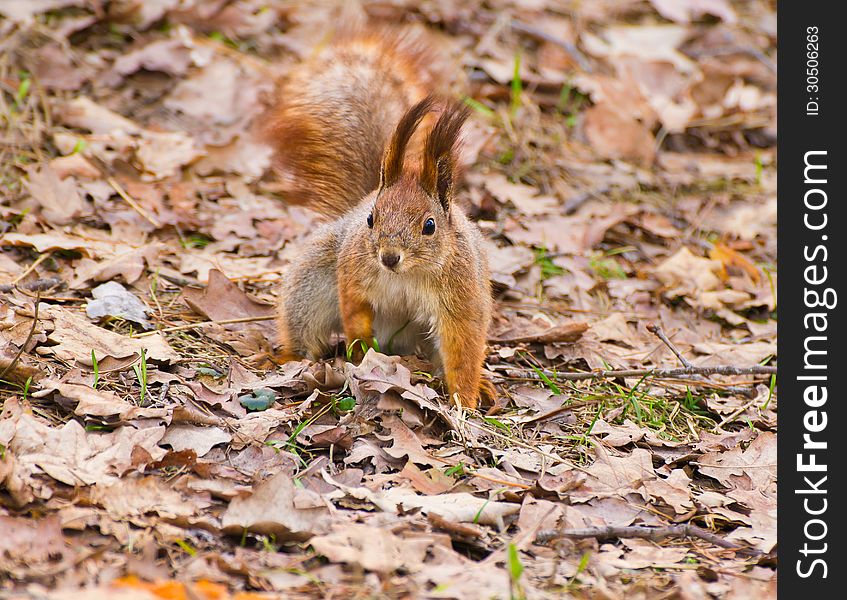 Red squirrel (Sciurus vulgaris) searching for a nut in leaf litter in early spring park. Red squirrel (Sciurus vulgaris) searching for a nut in leaf litter in early spring park