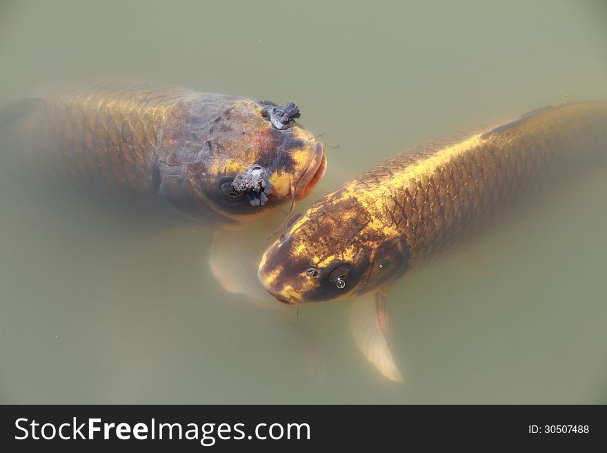 Fish Gold Carp.Fishery in a Japanese garden.