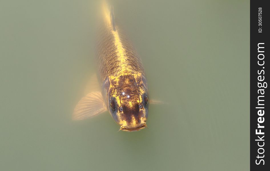 Gold fish in the lake.  Cultivation of carps.