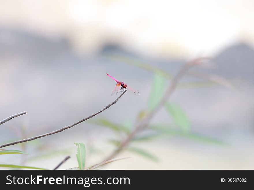 Dragonfly hovering over the grass. Dragonfly hovering over the grass