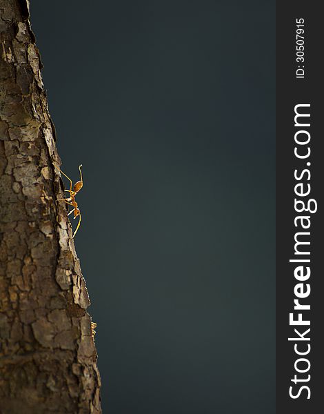 Backlit Red Ant on a stalk of leaves. Backlit Red Ant on a stalk of leaves