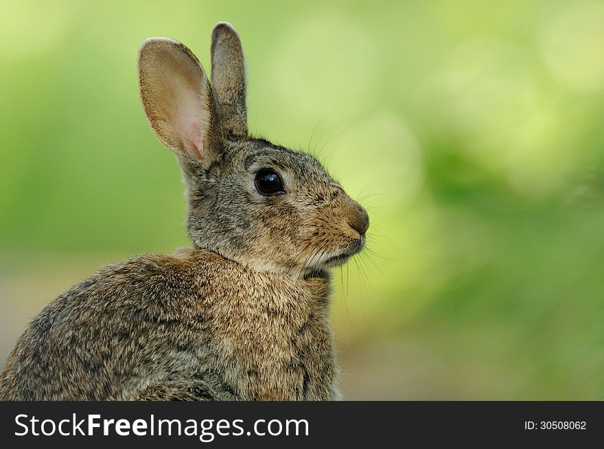 European Rabbit &x28;Oryctolagus Cuniculus&x29;
