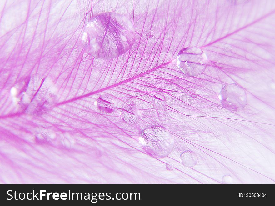 Fluffy pink feather with water drops close-up