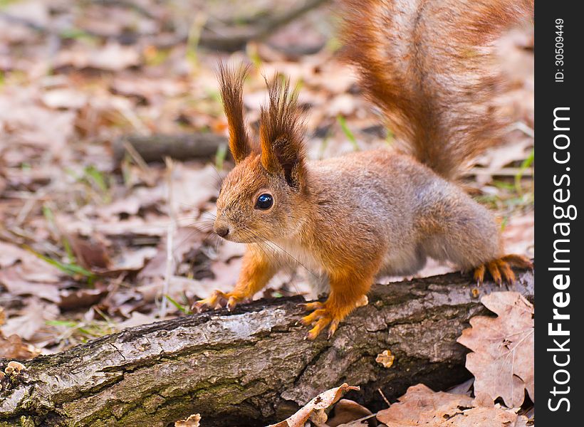 Curious red squirrel (Sciurus vulgaris) on a log in early spring park. Curious red squirrel (Sciurus vulgaris) on a log in early spring park