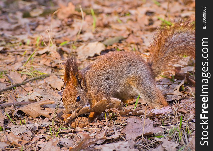 Red squirrel (Sciurus vulgaris) searching for walnut in leaf litter in early spring park. Red squirrel (Sciurus vulgaris) searching for walnut in leaf litter in early spring park