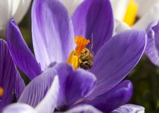 Bee On A Crocus Royalty Free Stock Image Bee On A Crocus Royalty Free Stock Image