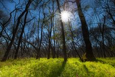 Wild Flowers In A Mountain Forest In Spring Royalty Free Stock Images Wild Flowers In A Mountain Forest In Spring Royalty Free Stock Images