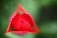 Tulip Royalty Free Stock Photos Tulip Royalty Free Stock Photos