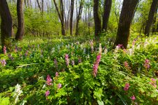 Wild Flowers In A Mountain Forest In Spring Stock Image Wild Flowers In A Mountain Forest In Spring Stock Image
