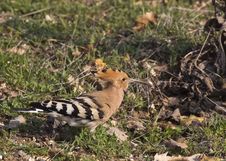 Hoopoe On Grass &x28;Upapa Epops&x29; Stock Photo Hoopoe On Grass &x28;Upapa Epops&x29; Stock Photo