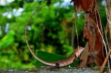 Multicoloured Lizard Royalty Free Stock Photos Multicoloured Lizard Royalty Free Stock Photos
