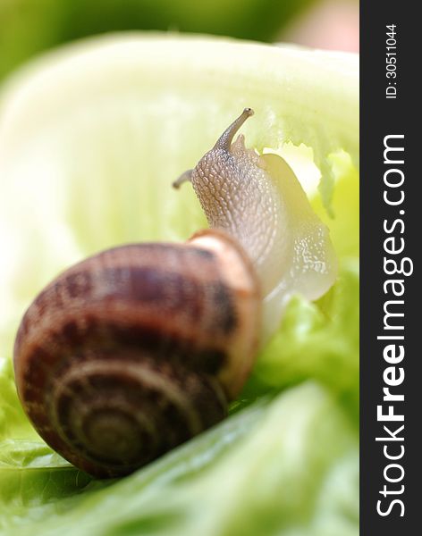 Close Up To Snail On Green Background