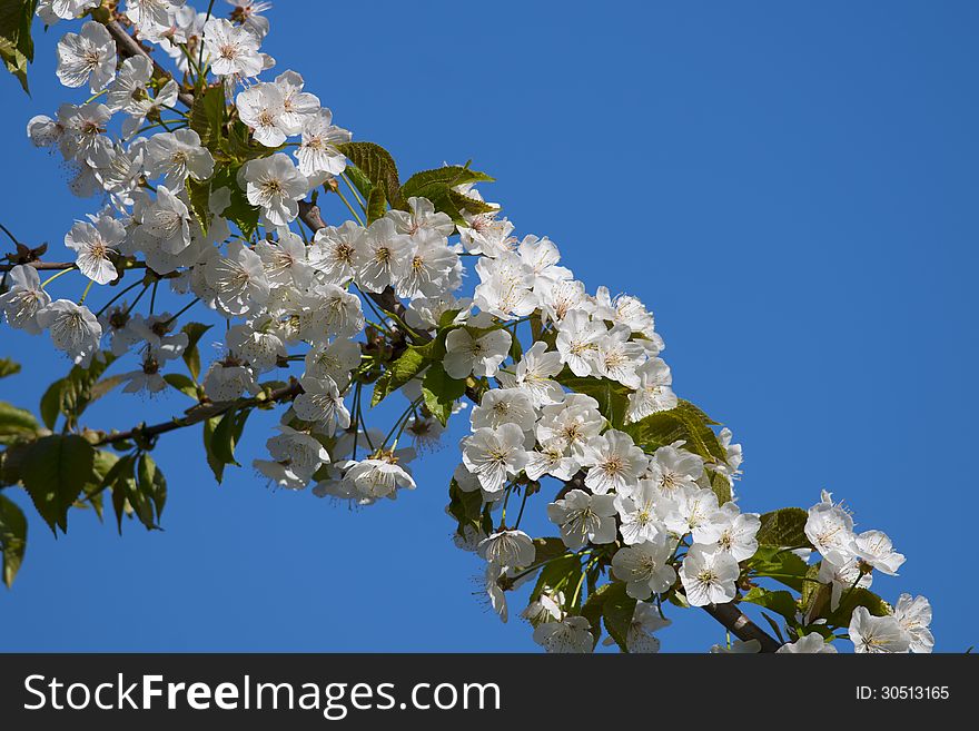 Flowers In Botanik Garden