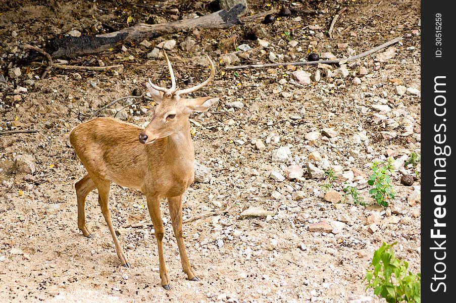 Deer in Khao Khew Open Zoo in Thailand