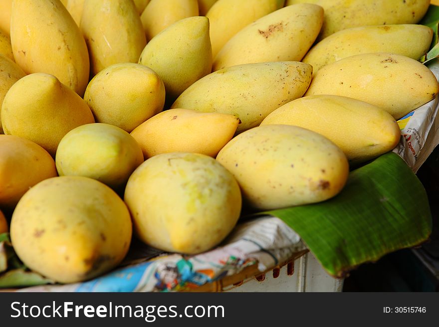 Many of the mango fruit was placed in a basket. Many of the mango fruit was placed in a basket.