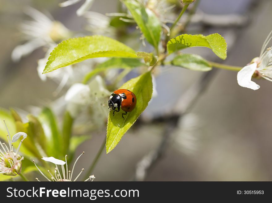 Lady beetle moving up a leaf