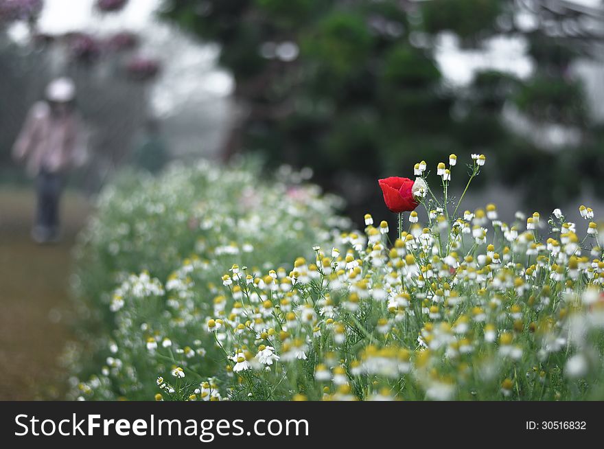 Red Poppy Flower