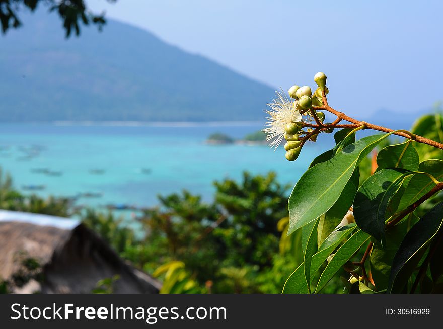 Black Plum's Flower and the sea. Black Plum's Flower and the sea