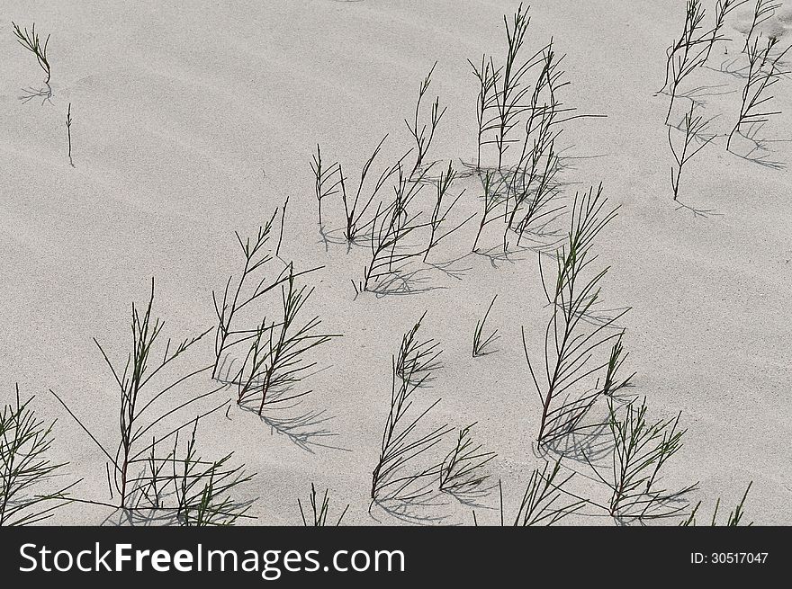 Casuarina on White Sand Beach