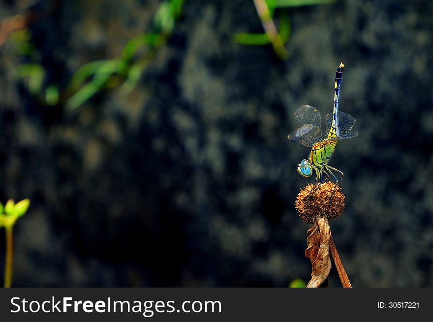 A green dragon fly resting on a sunny day