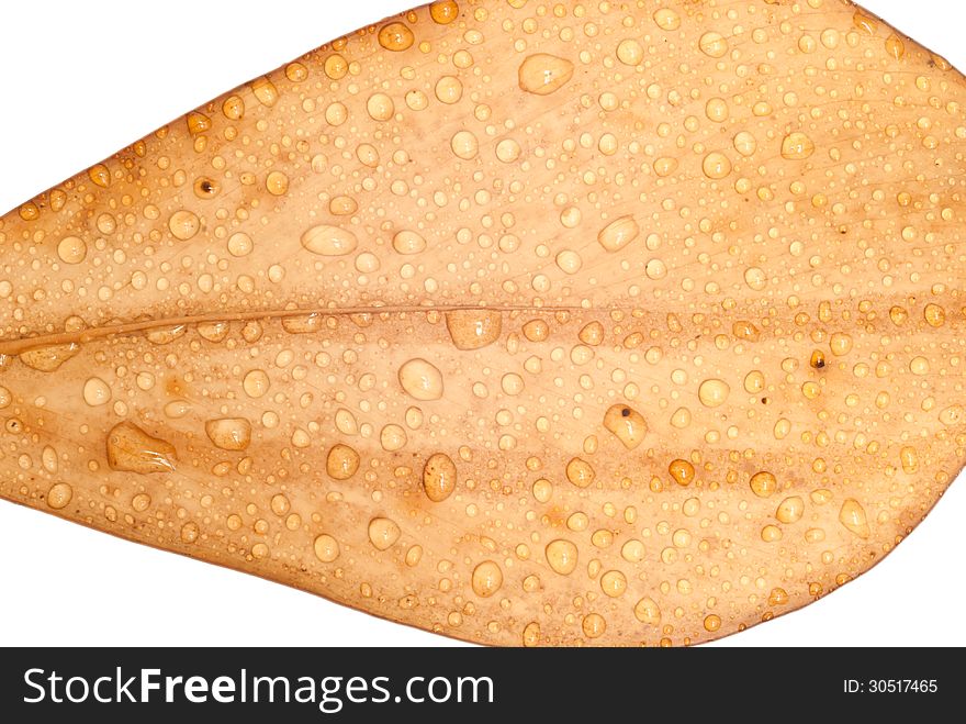 WATER DROPLETS ON A BROWN LEAF. WATER DROPLETS ON A BROWN LEAF