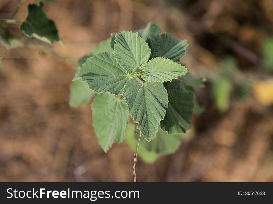 Green Weeds On Laterite Background