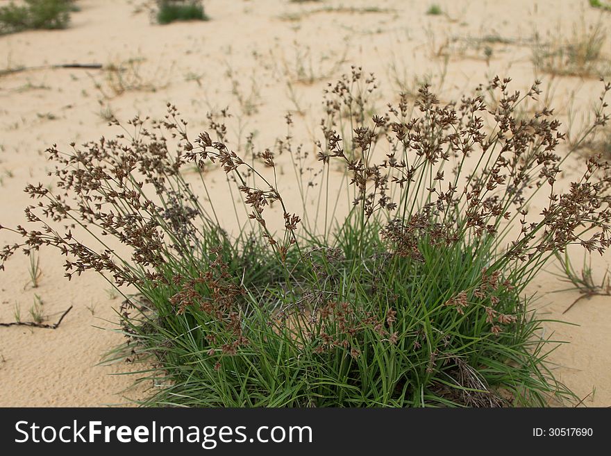 Little Clump of Wilderness Grass on Sand