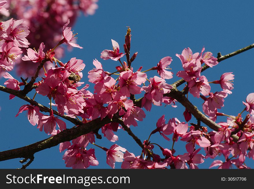 Tree flowers