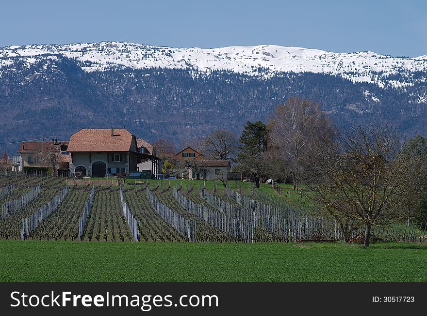 Farm houses and vineyards fields in swiss village, Geneva canton