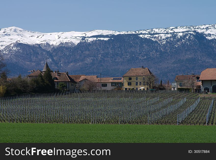 Farm houses and vineyards fields in swiss village, Geneva canton
