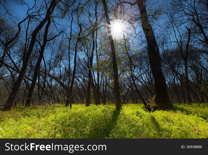 Wild Flowers In A Mountain Forest In Spring