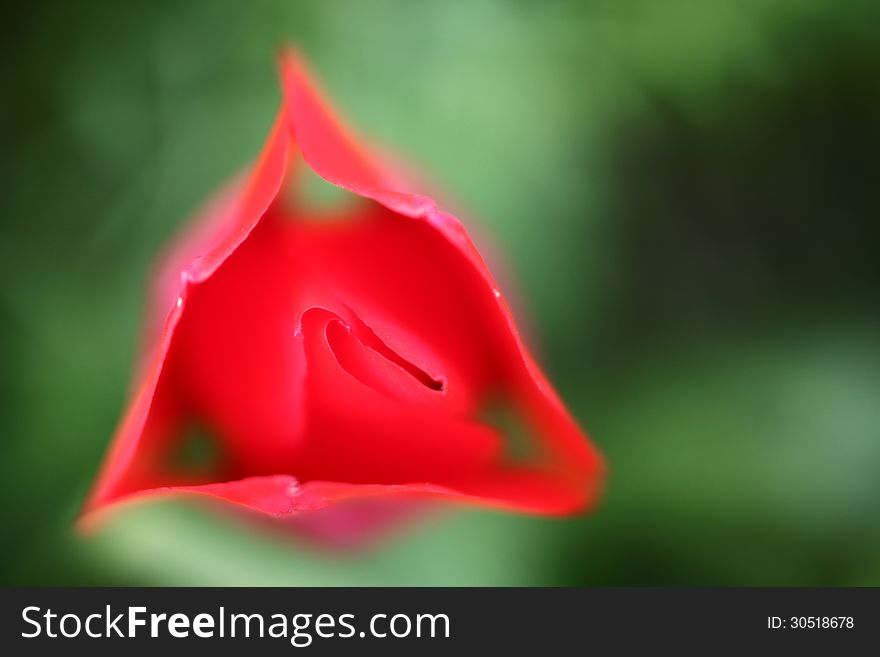 A close-up shot from above of a red tulip against a green background