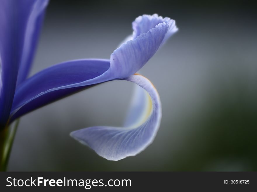A close up shot of an iris petal.