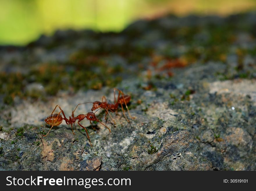 A couple of weaver ants.