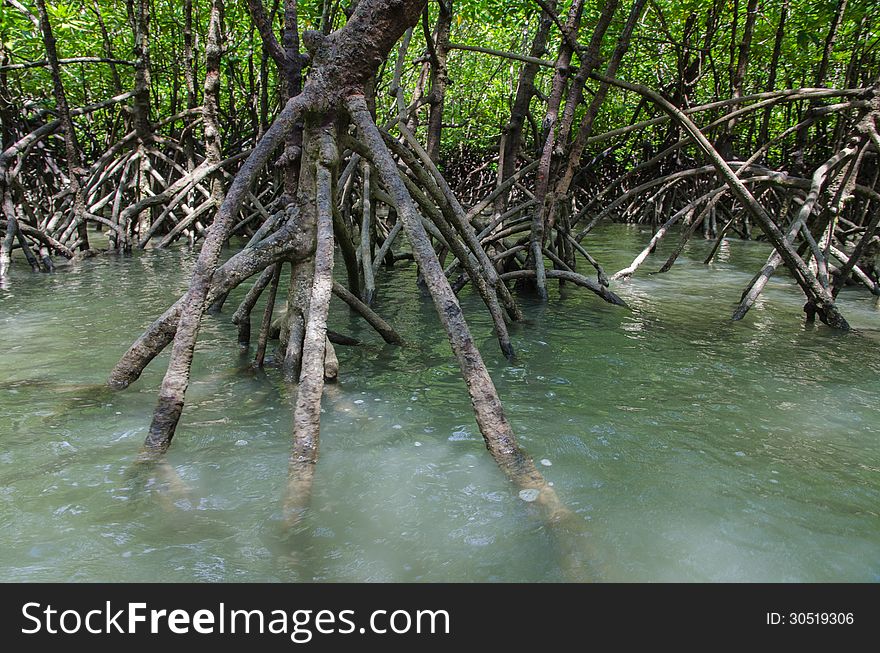 Mangroves with root about water at a tropical island
