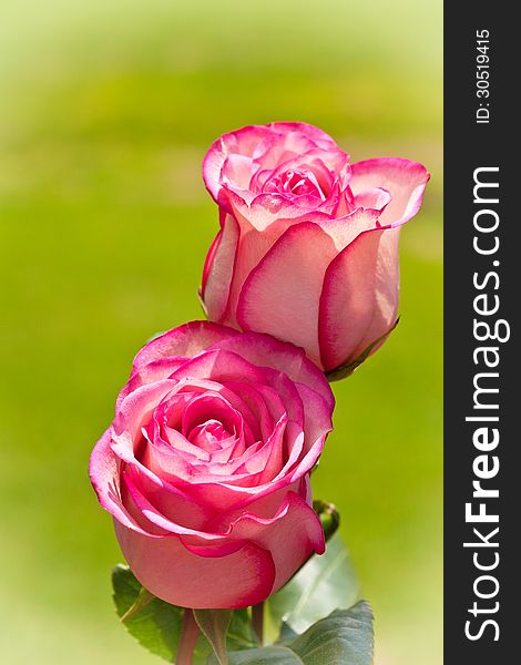 Pair of pink roses with soft green background. Pair of pink roses with soft green background