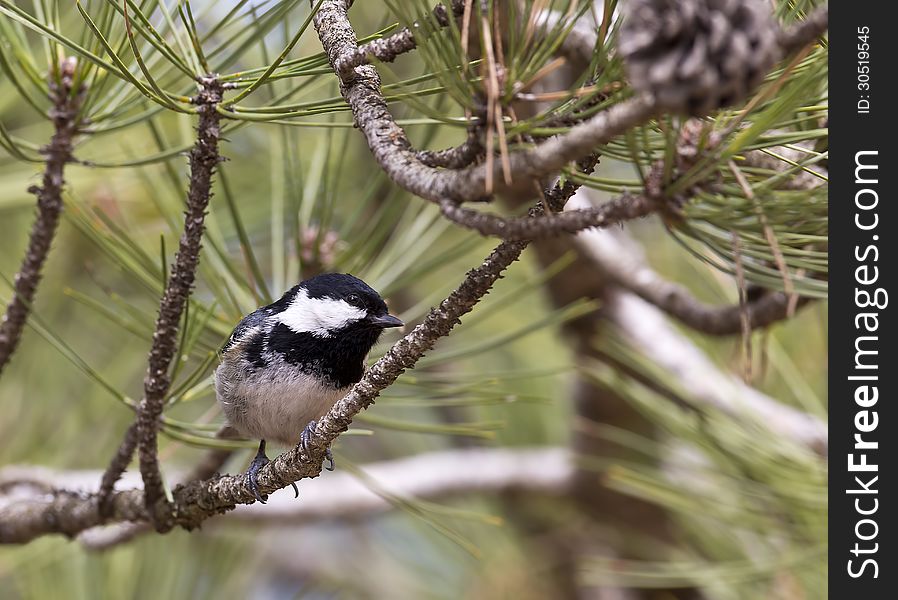 A coal tit is looking through branches of a tree. A coal tit is looking through branches of a tree