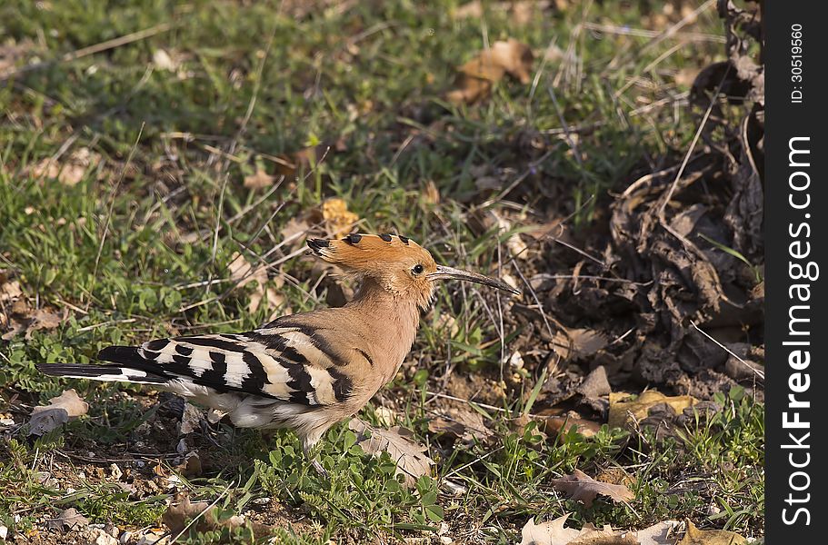 A hoopoe is feeding on grass. A hoopoe is feeding on grass