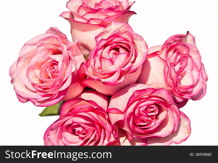 Bouquet of beautiful pink roses. Bouquet of beautiful pink roses